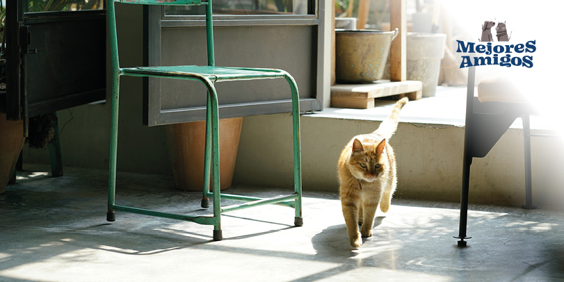 Aire limpio y seguro para tus mascotas, foto de Larry Zhao