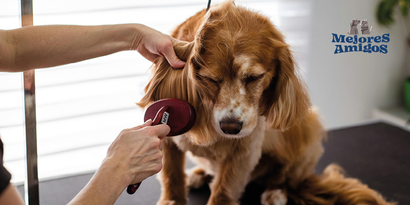 Mantente libre de parásitos en tus mascotas