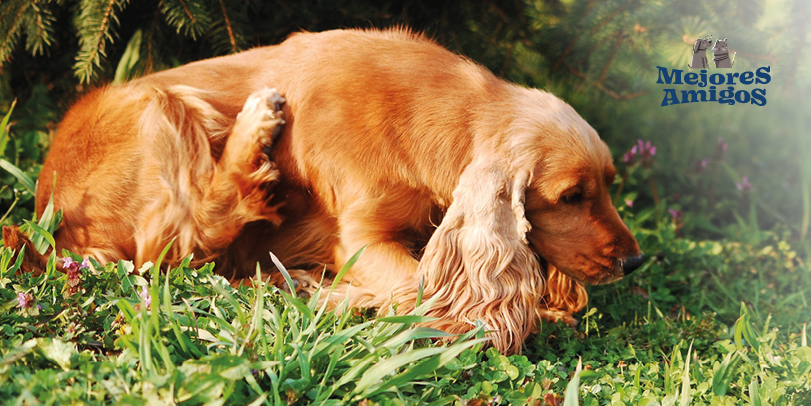 Rascado excesivo y hotspots. Foto: Anna Tarazevich.