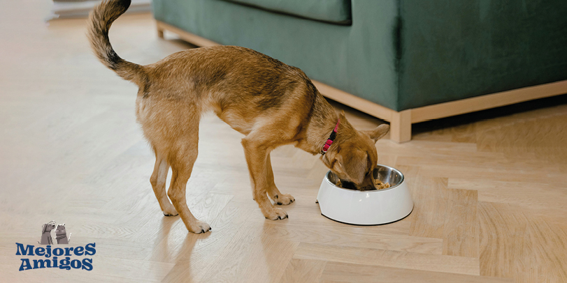 alimentación equilibrada para tu mascota. Foto Mart Production