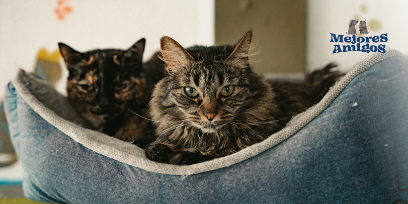 Alternativas seguras para cuidar la salud respiratoria de tus mascotas. 