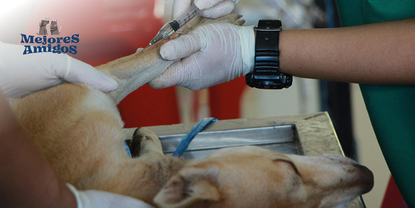 Cuida a tu lomito de las intoxicaciones