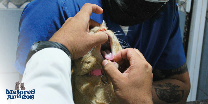 Desparasita a tus mascotas. Foto de Ermelinda Maglione