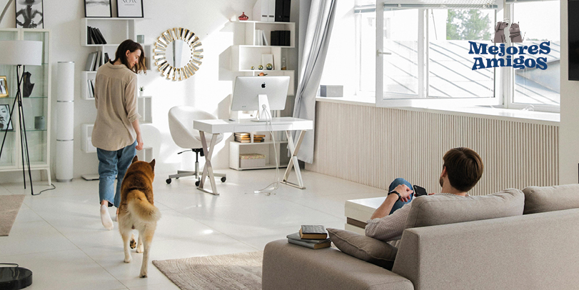 Disminuye los pelitos sueltos de tus mascotas. Foto de Katrin Bolovtsova.