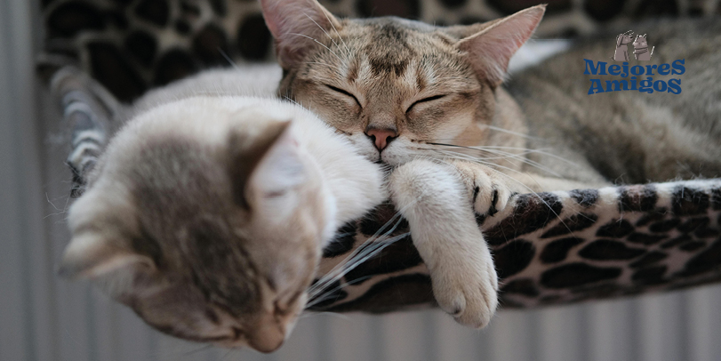 Limpia la cama de tu mascota. Foto de Tomas Ryant.