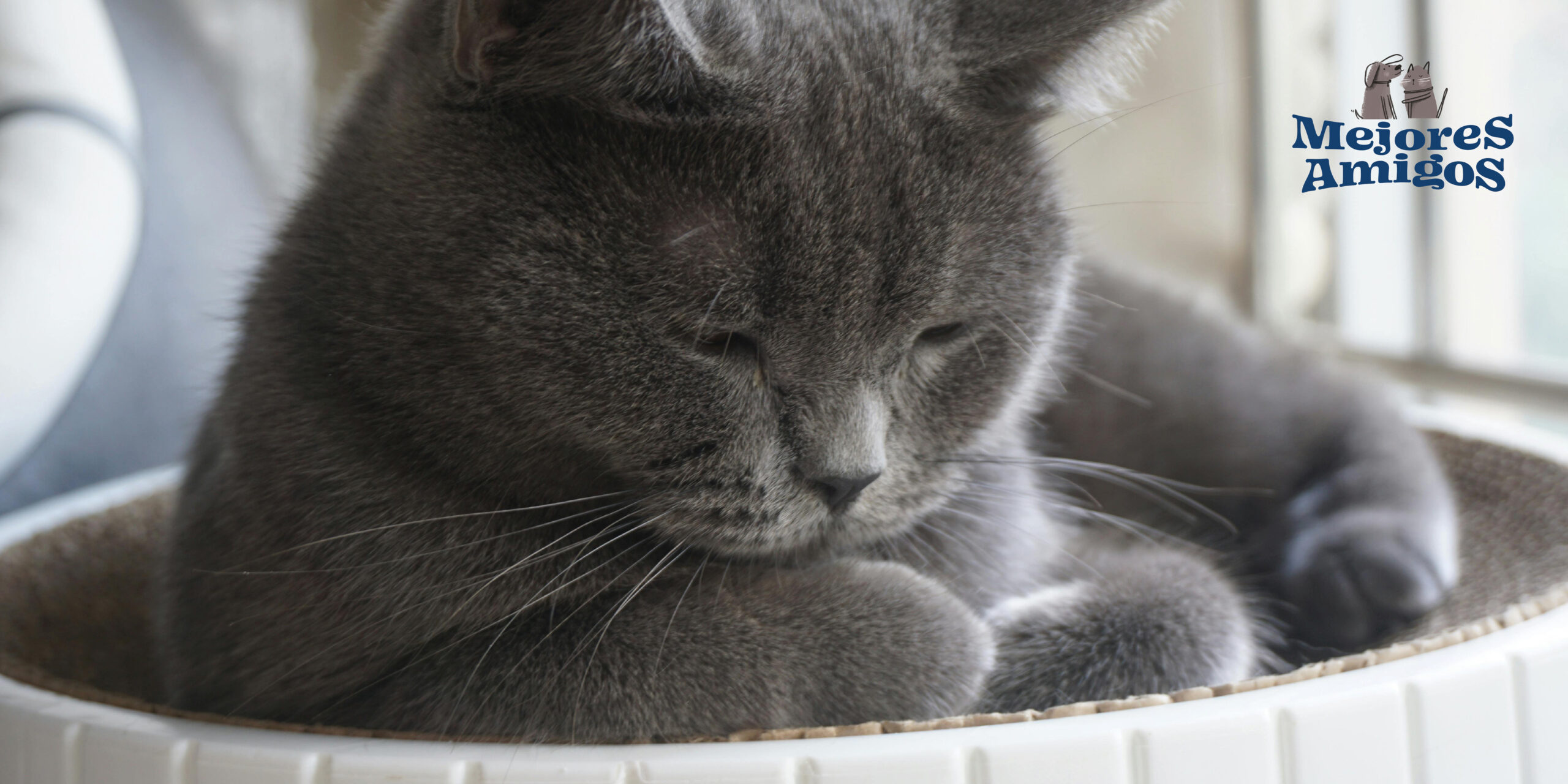 bolas de pelo de tu michi