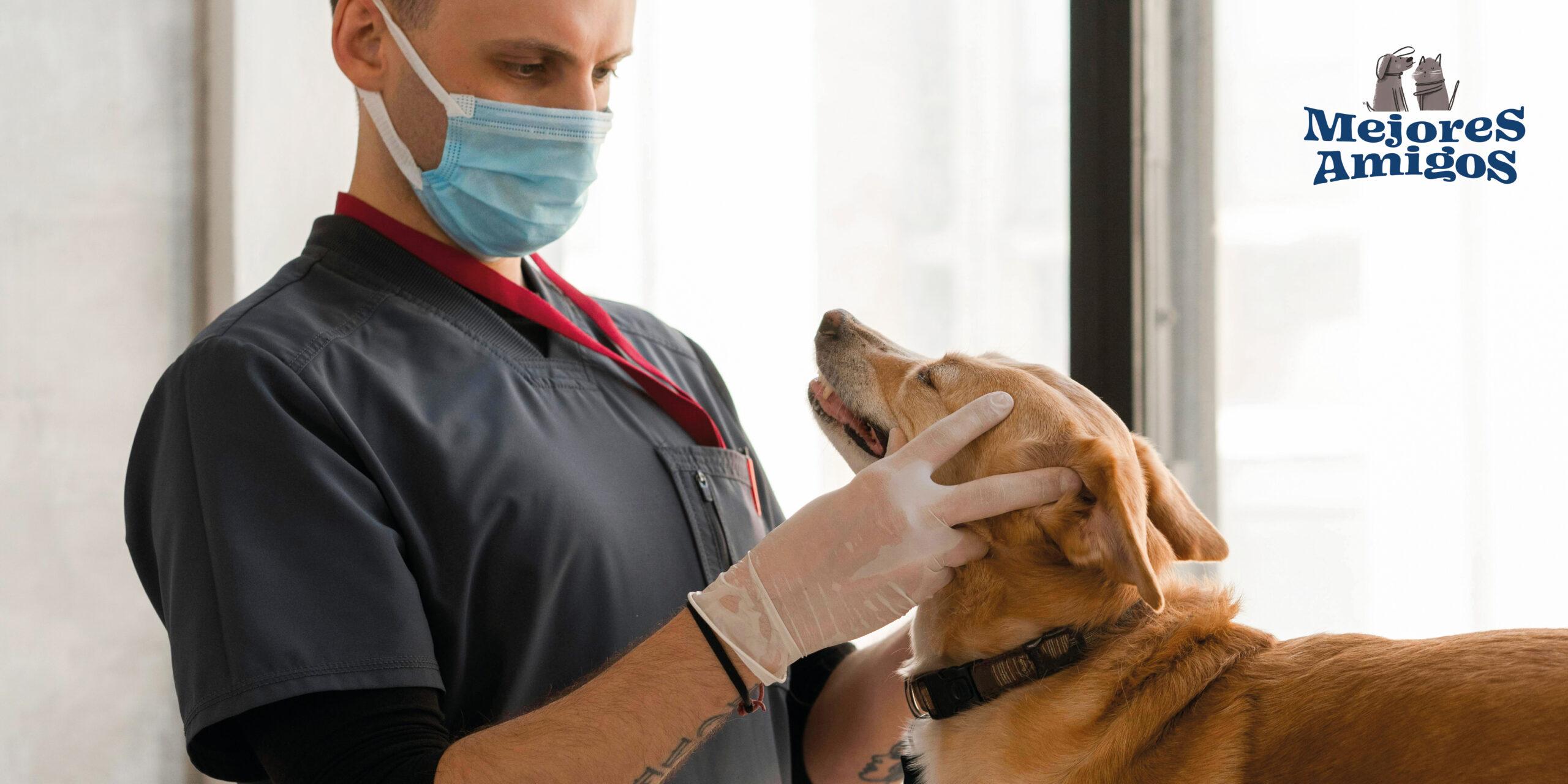 salud dental de tu mascota