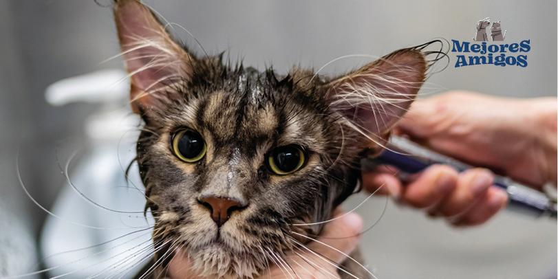 Gatos en interiores o exteriores