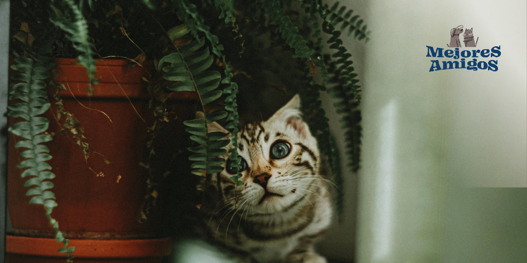 Limpieza sustentable para hogares con mascotas.