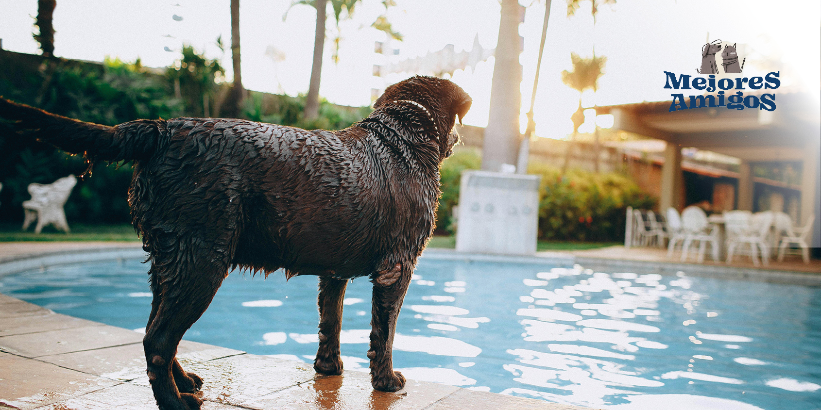 Hoteles pet friendly para visitar con tu mascota.