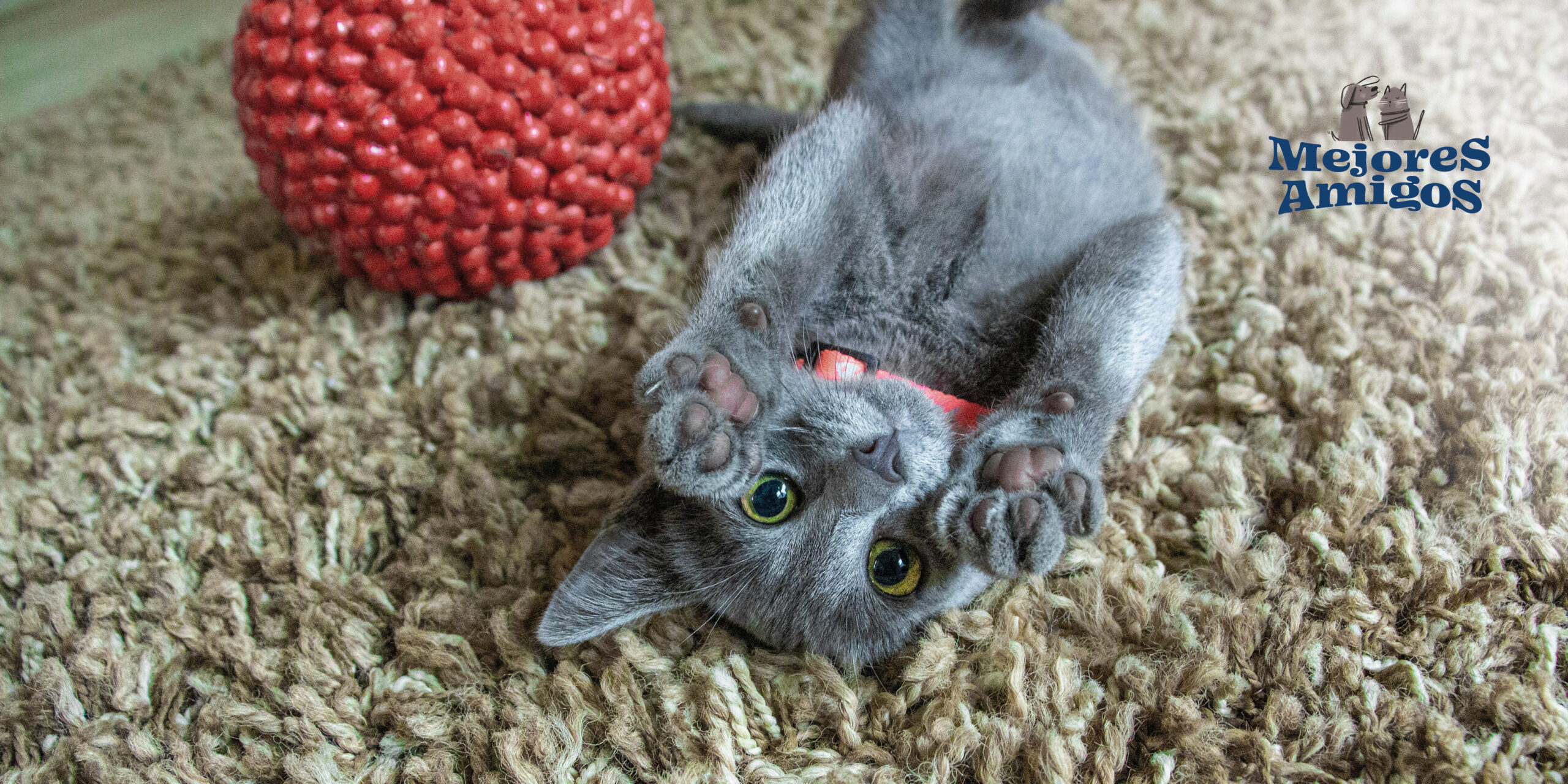 Dale un entorno estimulante para tu mascota