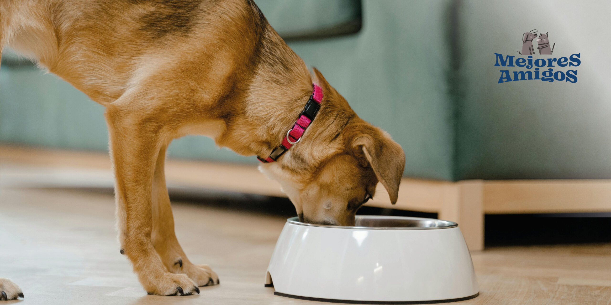 Mejor alimento para mascotas