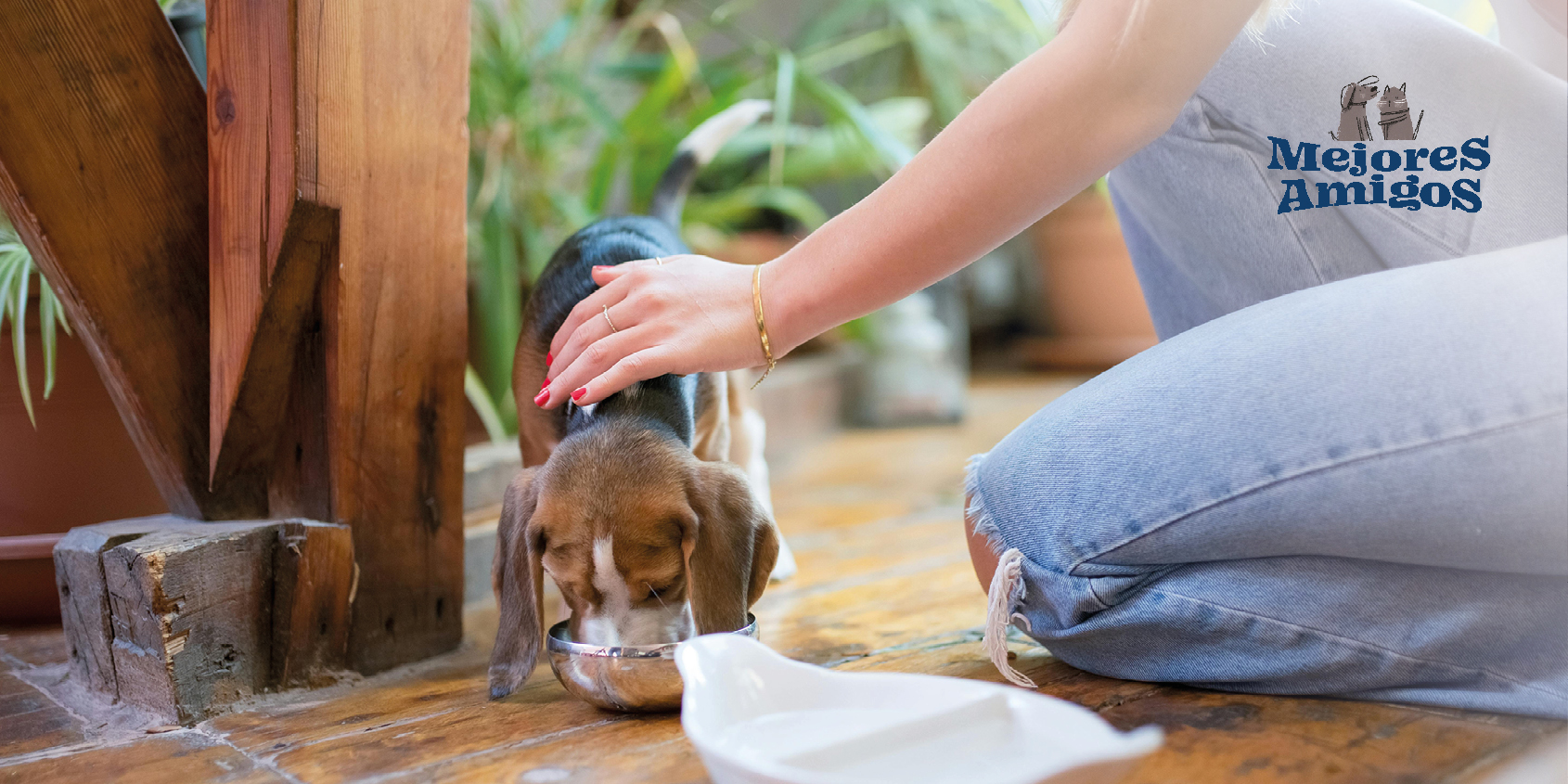 croquetas vs. comida casera
