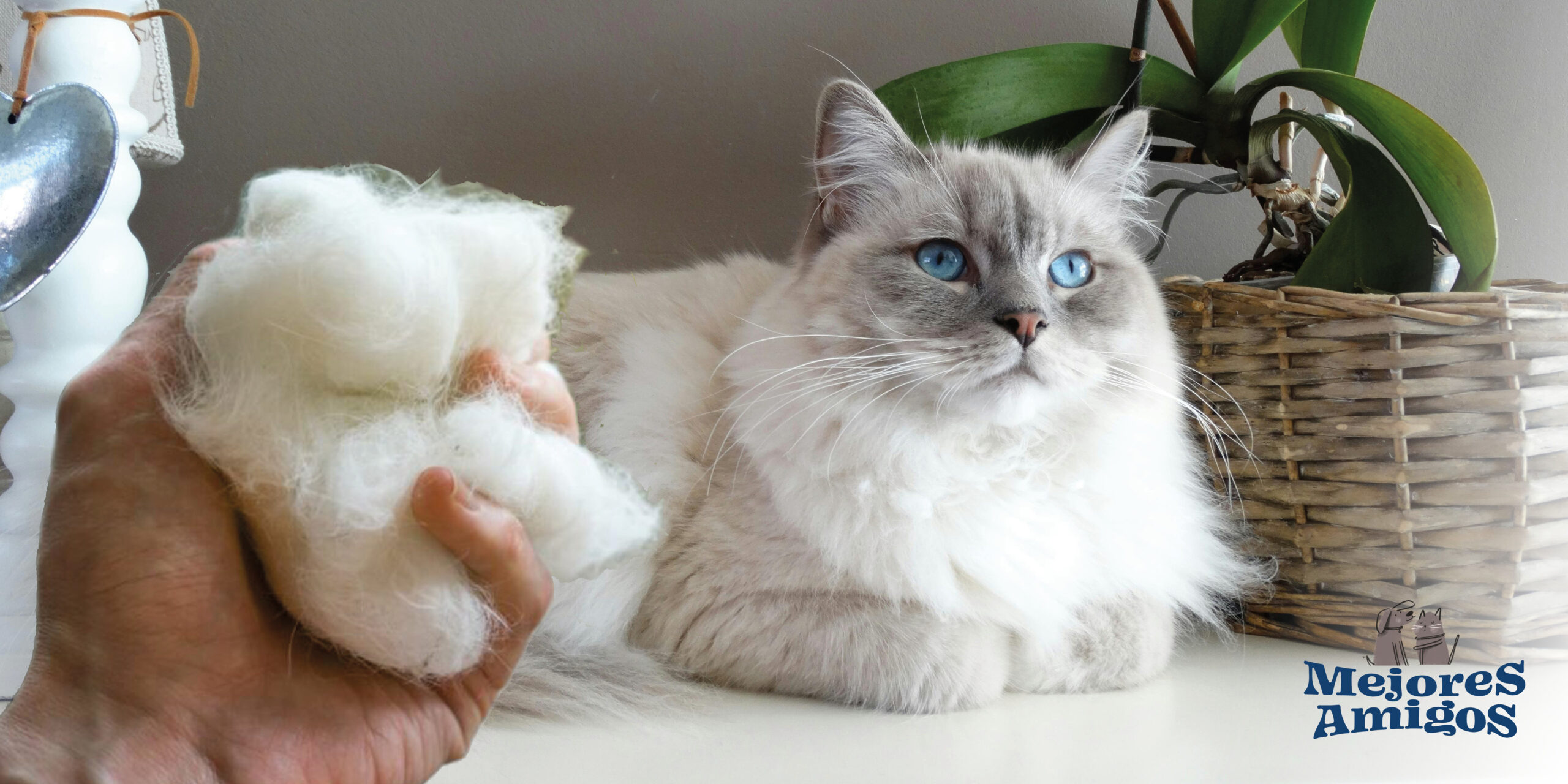 Michi limpio y feliz