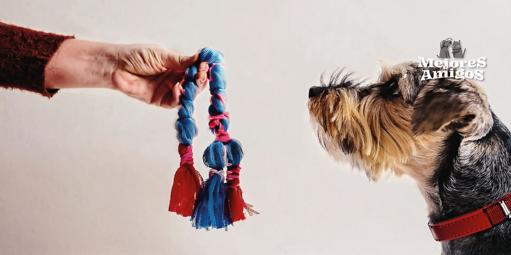 DIY: juguetes para perros