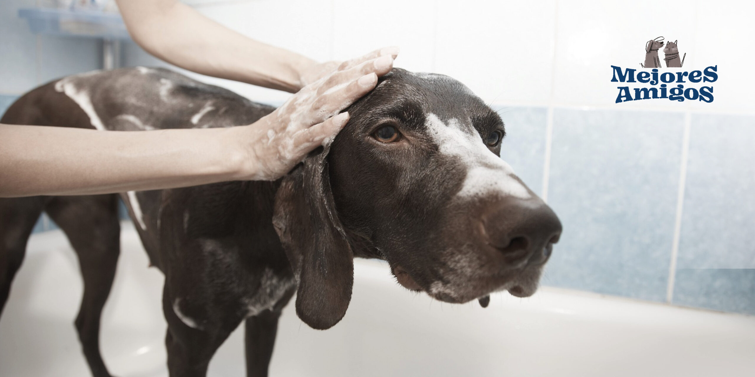 Baña a tu mascota en casa