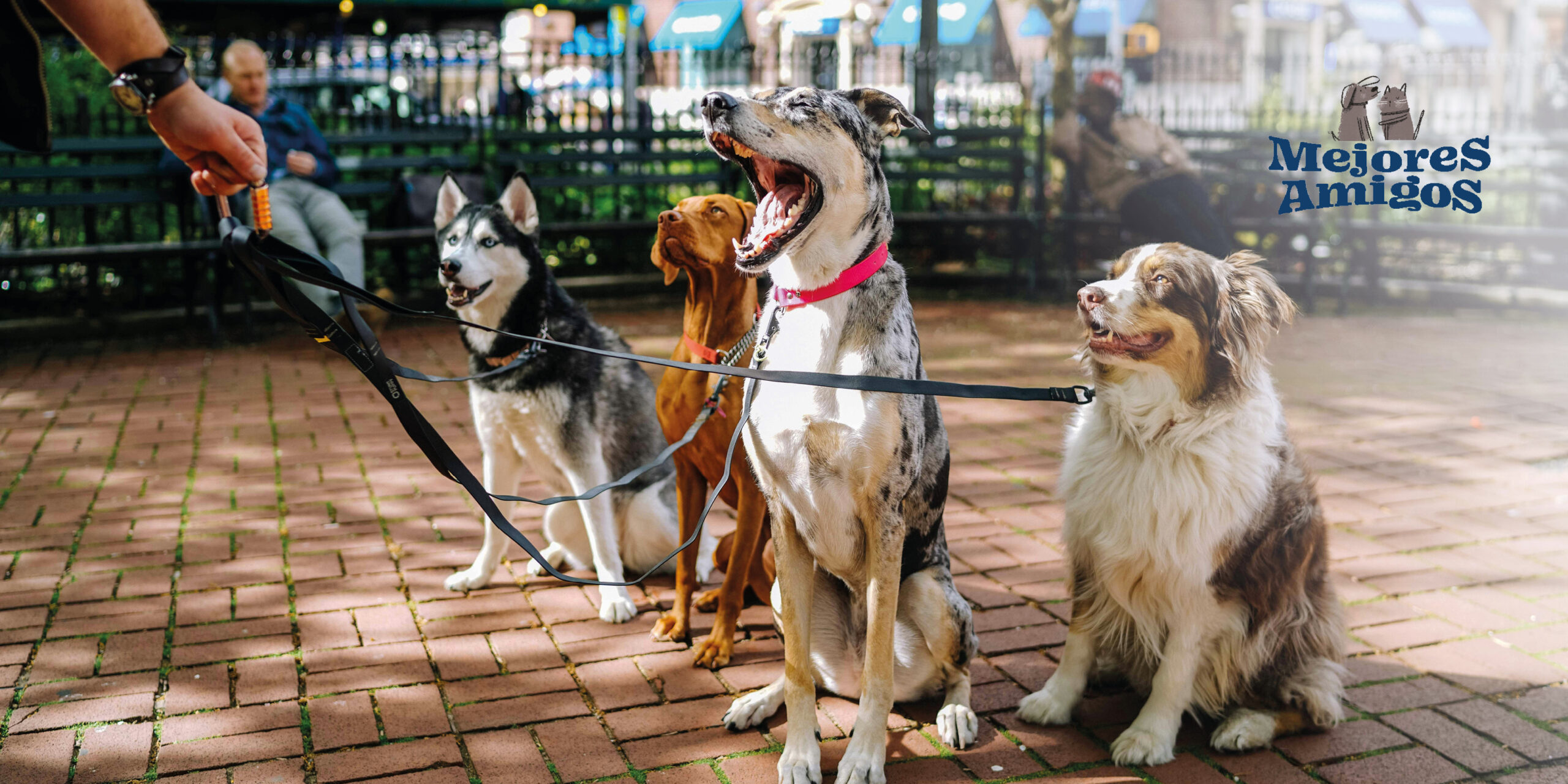 Los mejores lugares para pasear con tu mascota