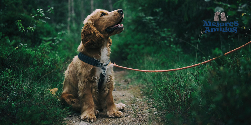 Pasear con tu mascota