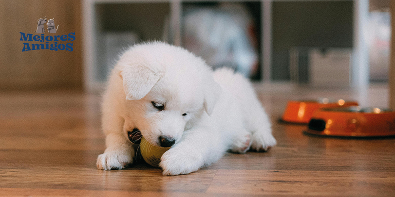 prepara la llegada de tu mascota
