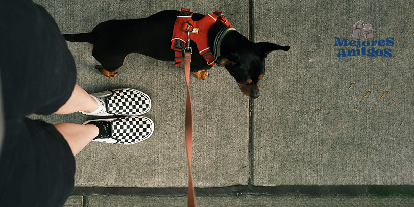 Ejercicio diario para mascota