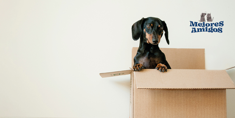mudanza con mascotas